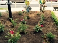Planting - Newcastlewest Limerick COCO