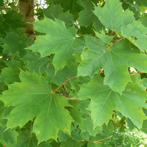 Maple (acer platanoides)