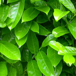 Laurel (Prunus laurs. Rotundifolia