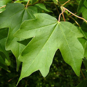 Maple (Acer campestre)
